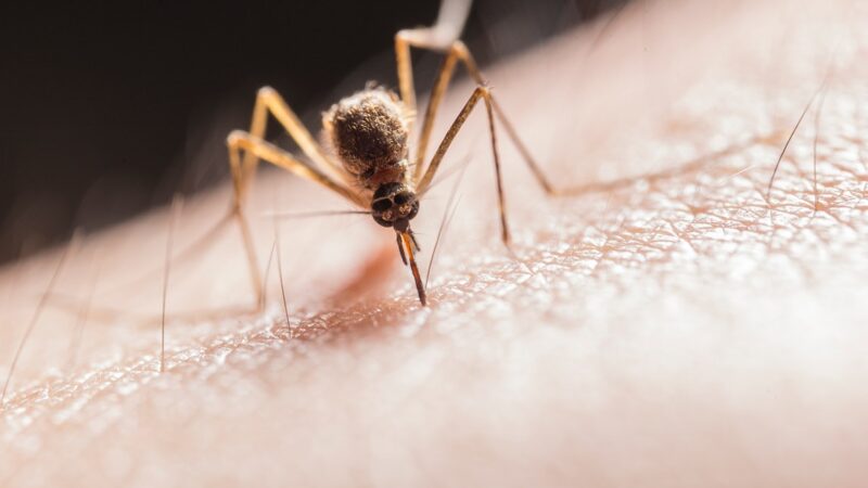 The Essence Of Mosquito Control – Tips To Keep Mosquitoes Away