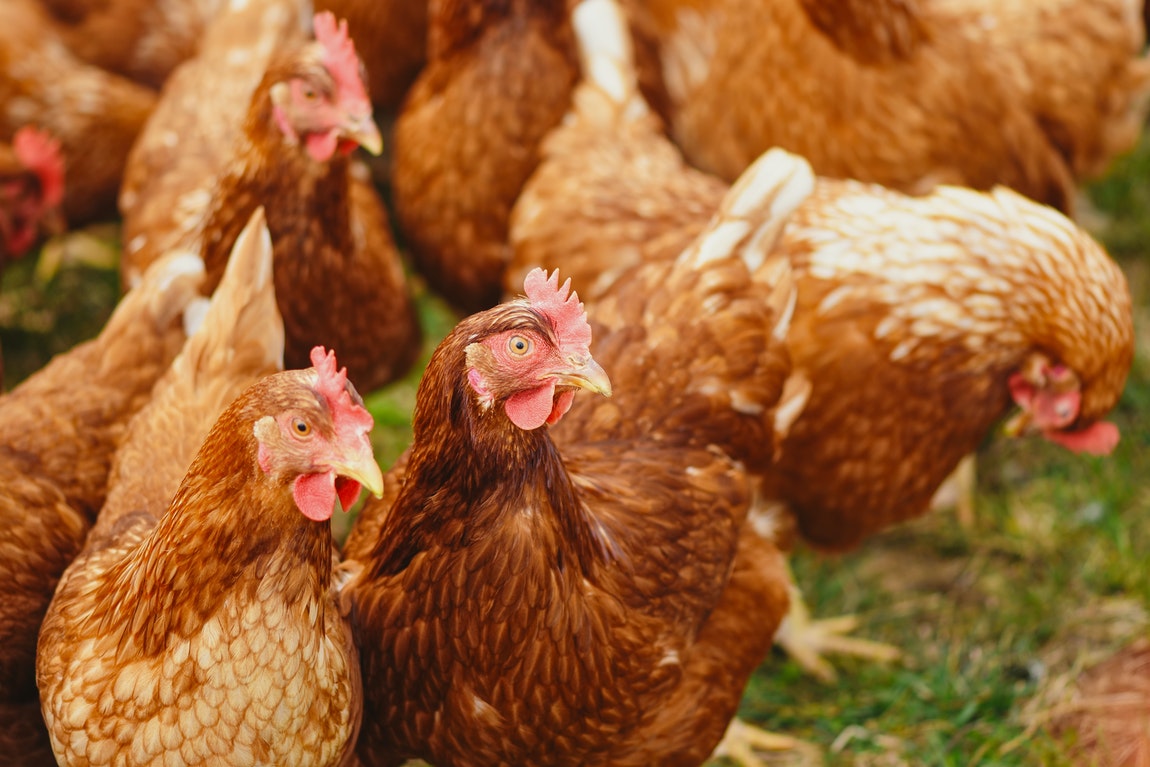 The Importance Of Carefully Choosing Which Chicken Feed To Use